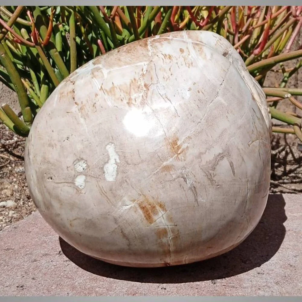HUGE! Petrified Wood SKULL stone rock crystal
